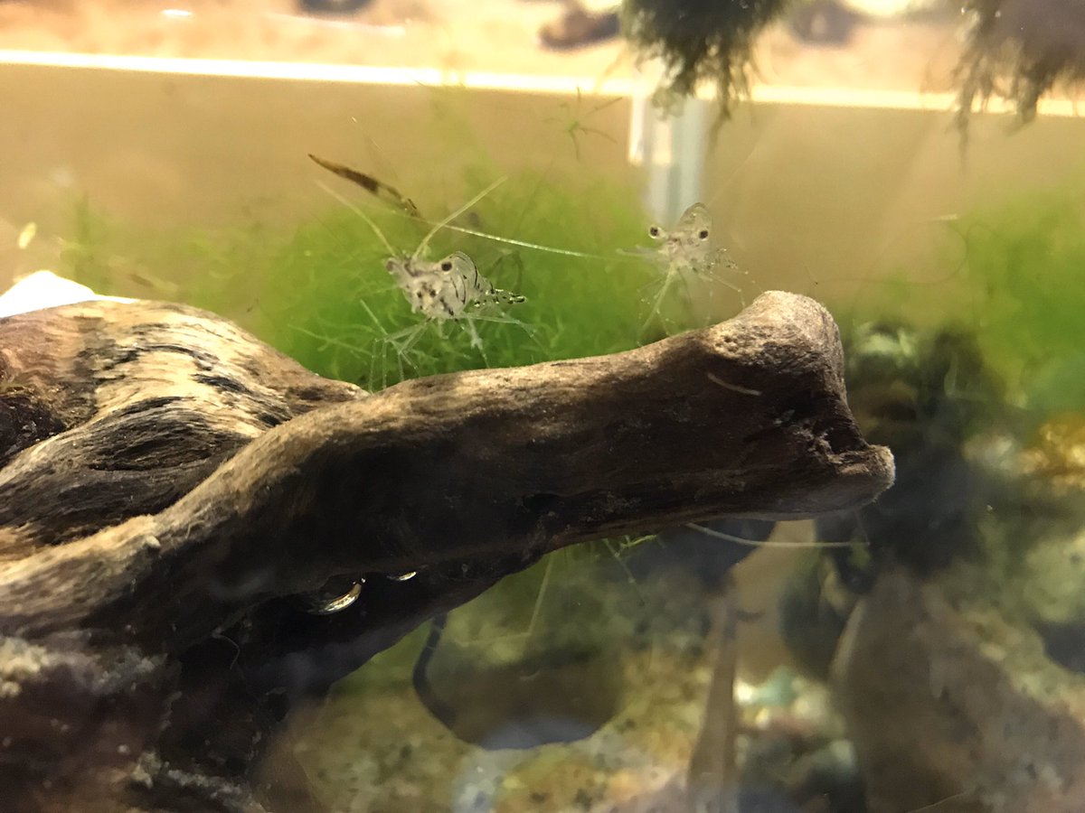 みか 写真にチラチラ映り込んでるのでバレてると思うけど 夕ニシ用と言いつつ 気の迷いか 川エビ30匹と稚ドジョウ2匹をブチ込んでしまい かなり賑やかな水槽になった すべて自然採取個体のマル夕ニシで 大きいものは3 4 くらい 背中にコケが茂り
