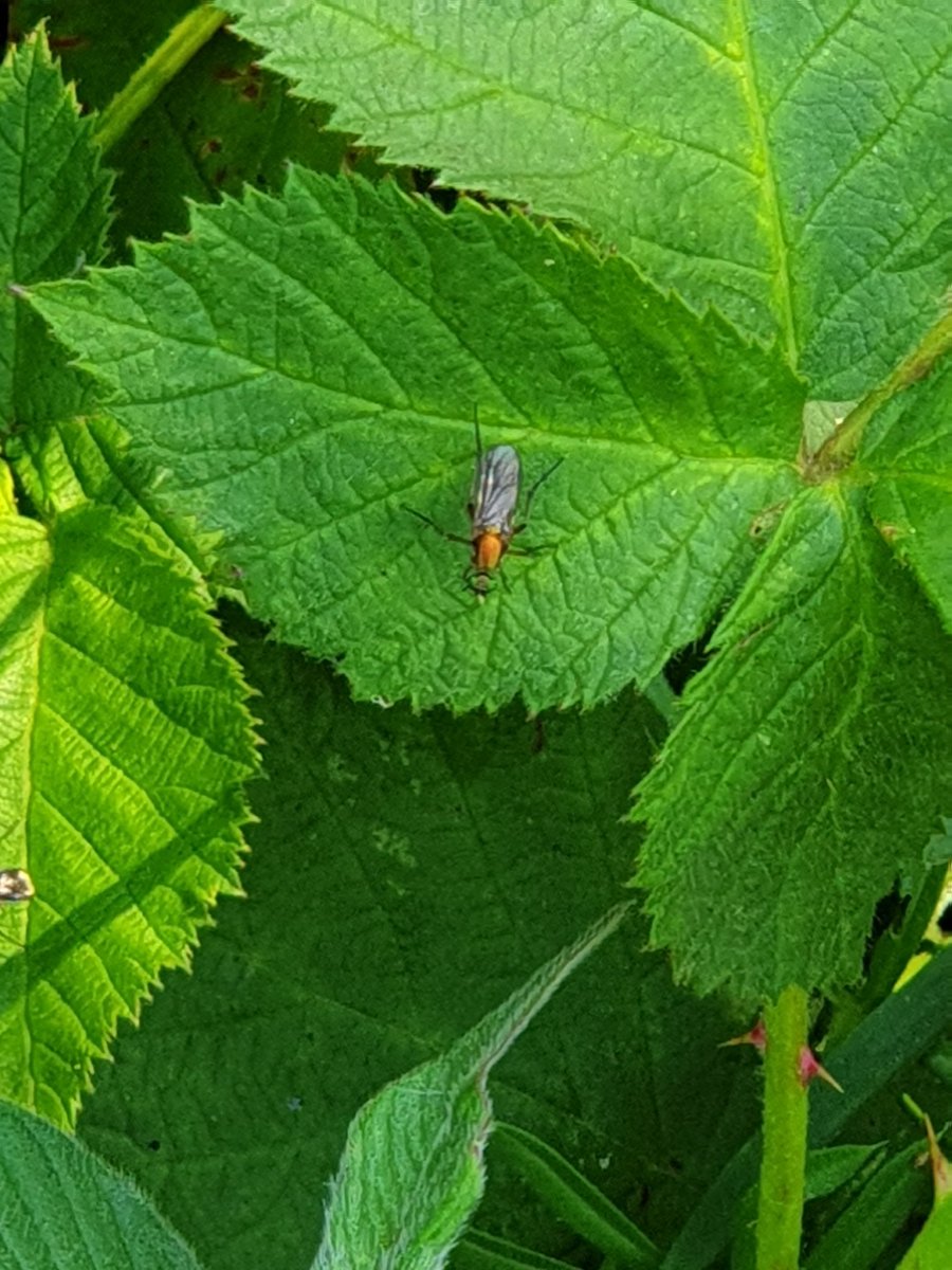 Swarms of Semaphore Flies, Poecilobothrus nobilitatus, are busying themselves around our wildlife pond. #connected <a href="/Britnatureguide/">The British Nature Guide</a> #gardennaturereserve