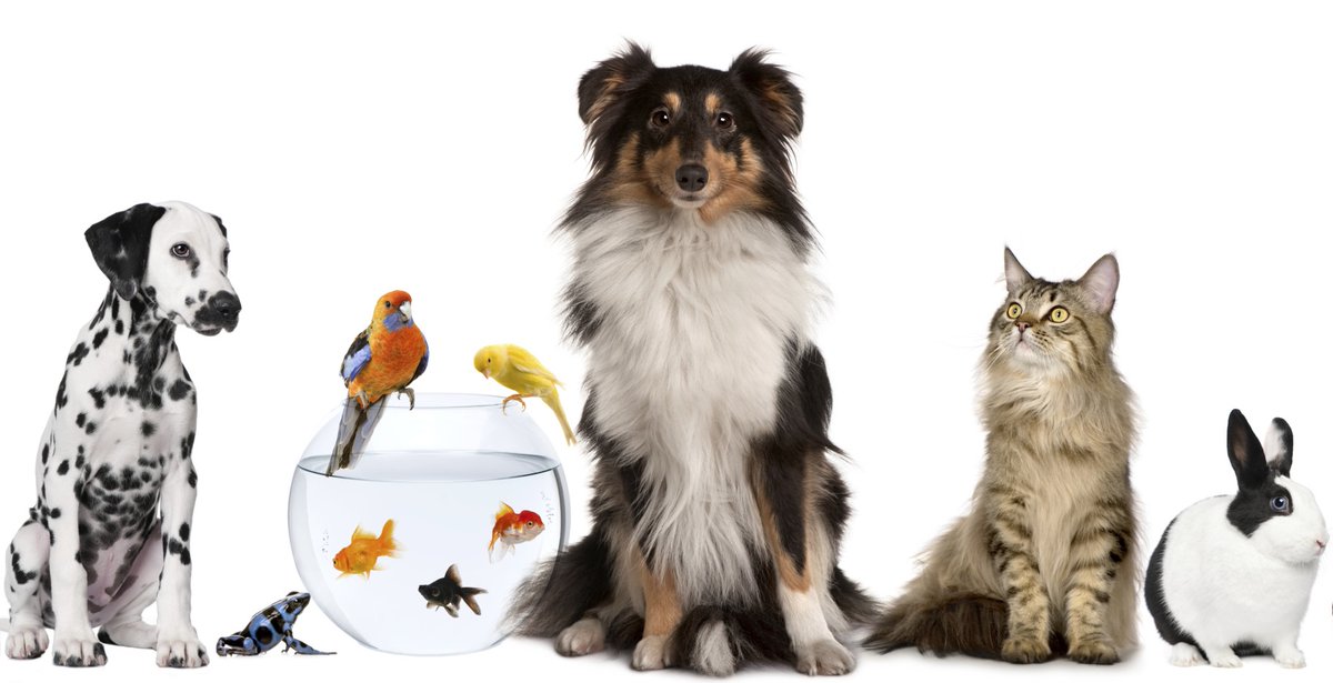 St Paul's Pet Service is going online for 2020! Join us on 19 July, 10am facebook.com/StPaulsCamb youtube.com/user/stpaulsca… send us pics of you &amp; your pets! admin@stpaulscamb.co.uk