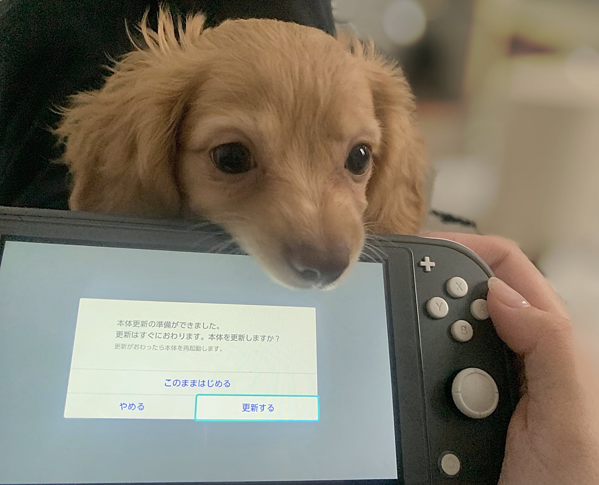 帆乃花 お客様お客様 困ります いけません お客様 あーっ あぁーっ 1日1つくし T Co Vrfgzizywd Twitter