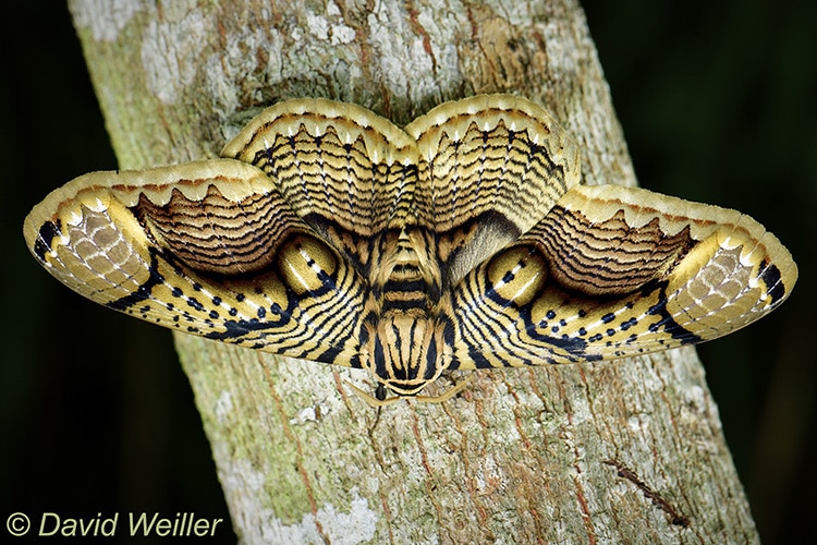 NaveedIRS's tweet image. This Moth has brilliant wing patterns that look like Tiger Eyes. For some reasons it is called "Brahmin Moth".
