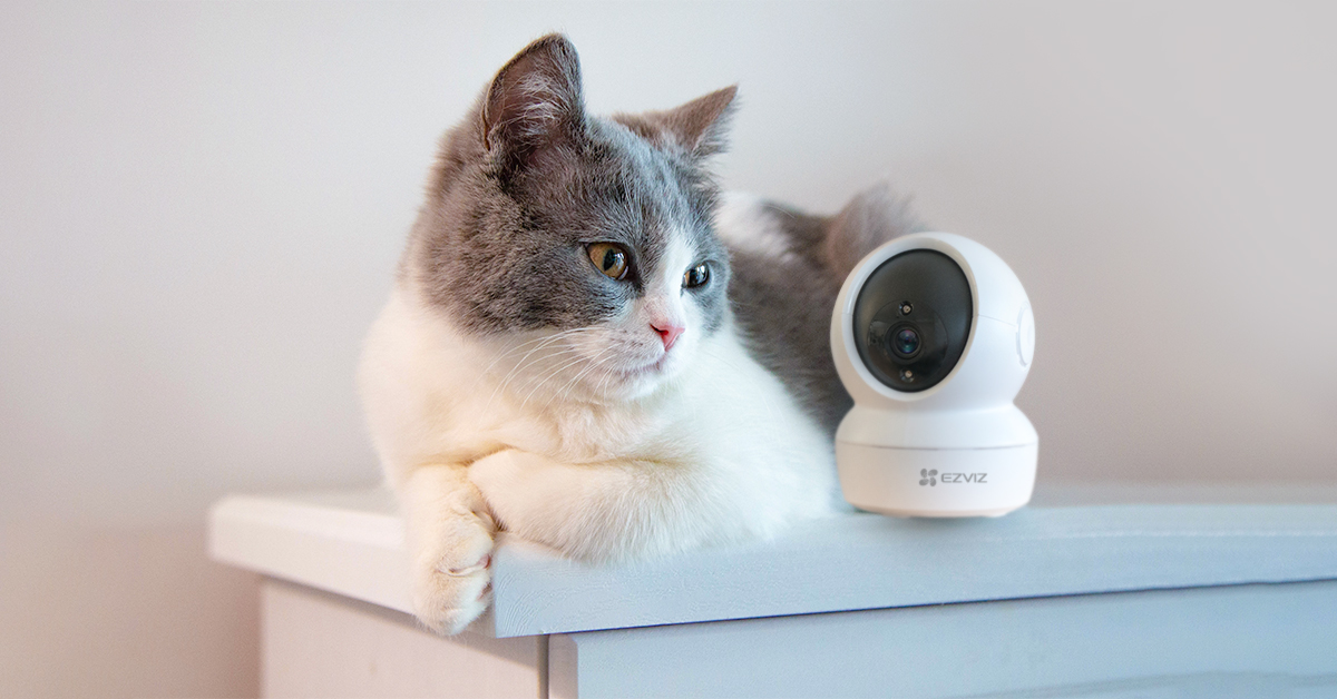 EZVIZ_Global's tweet photo. Never miss a fun moment of your cat. Happy Catuarday!
#EZVIZ #EZVIZLife #SmartHome #SmartLife #Caturday #PTCamera #PanTilt #C6N https://t.co/kmrd47a6Zt