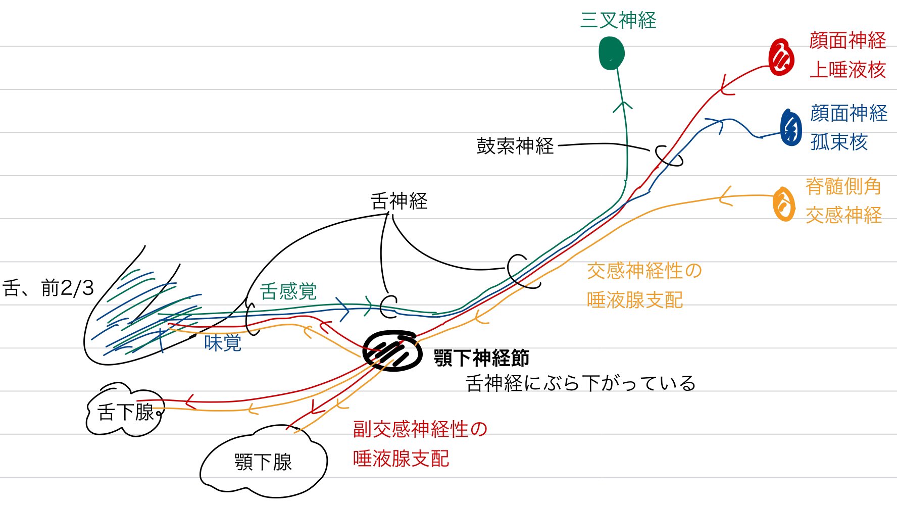 解剖学メモ On Twitter 頭部17 椎骨動脈と内頸動脈によって大動脈輪が形成されますが これが最後の動脈吻合となります 以降で詰まったら最期 脳中の静脈血は静脈洞に注ぎ 主に内頸静脈から出ていきます 立体的に把握しておきましょう トルコ鞍まわりで内頸動脈