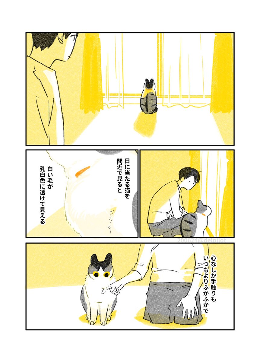 日に当たる猫 