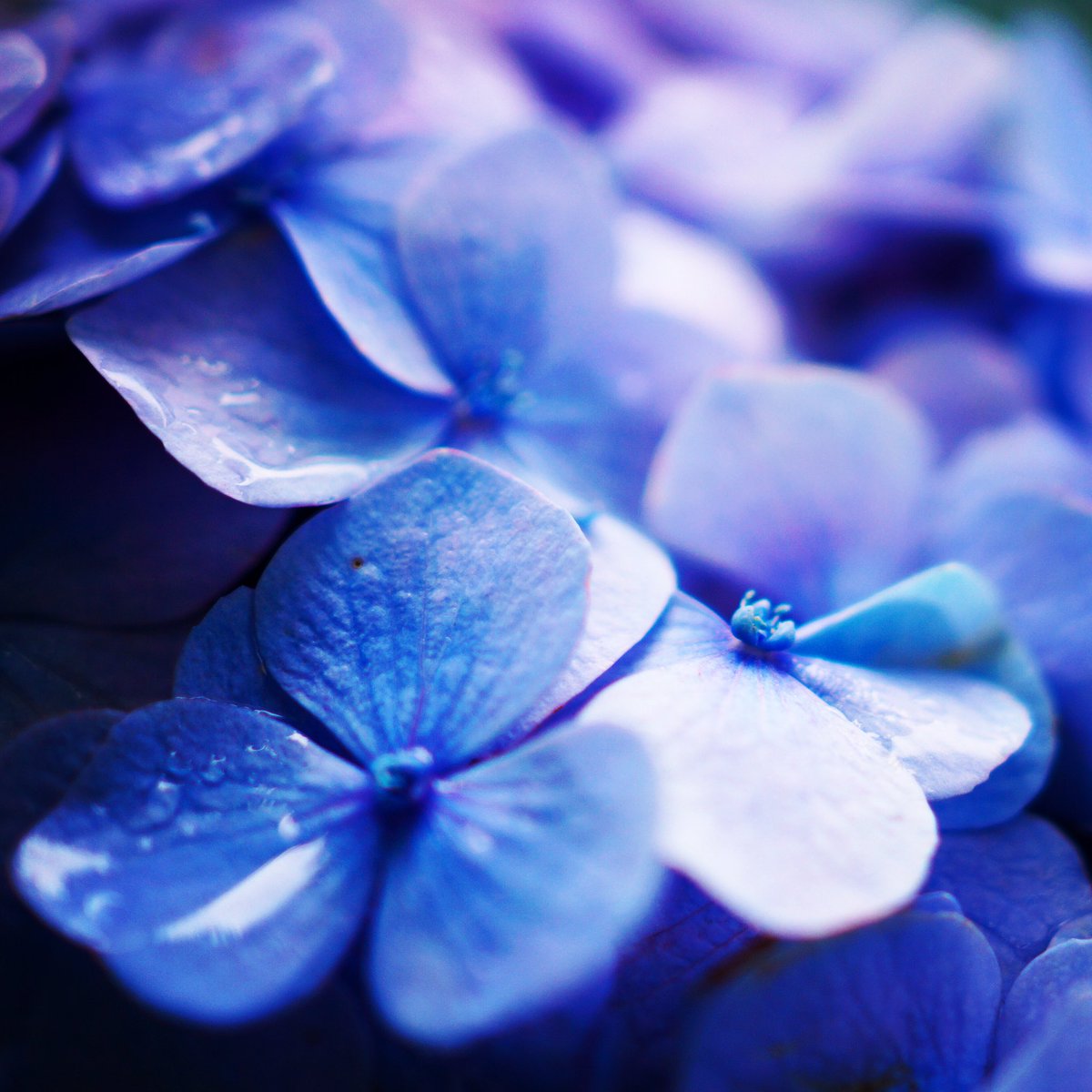 alienizer's tweet image. 近所の遊歩道のアジサイ