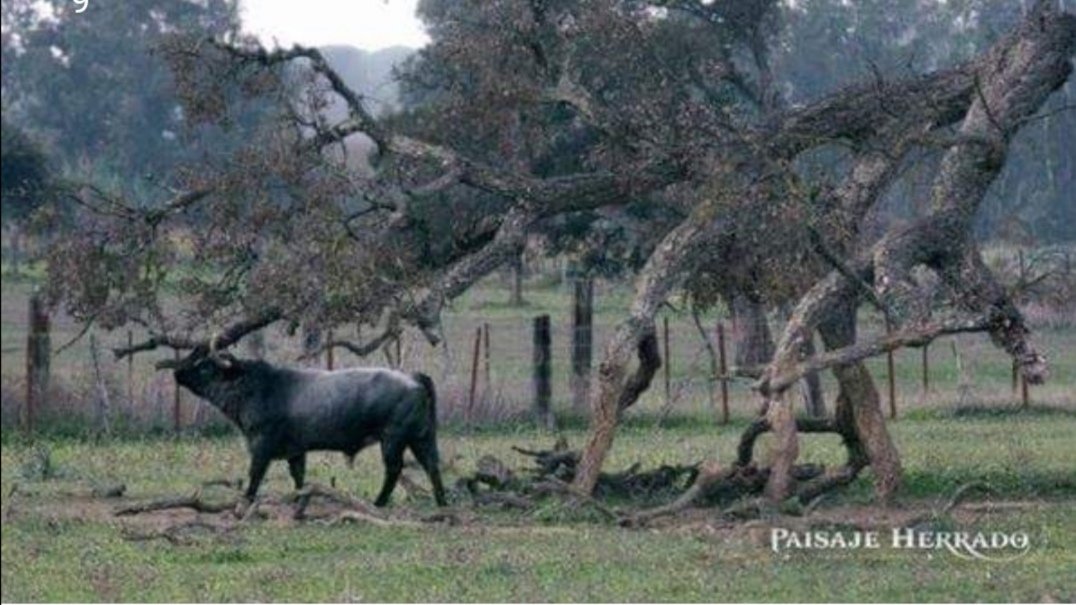 Paisajeherrado1's tweet photo. Hola América!
En 48hrs la T1 de Paisaje Herrado estará disponible en toda América Latina a traves de @amazonlat.
Esto nos obliga a no estar disponibles en España durante este tiempo hasta que finalice la actualización de Amazon.
Gracias a todos por seguirnos! https://t.co/DwZEQmUV2h