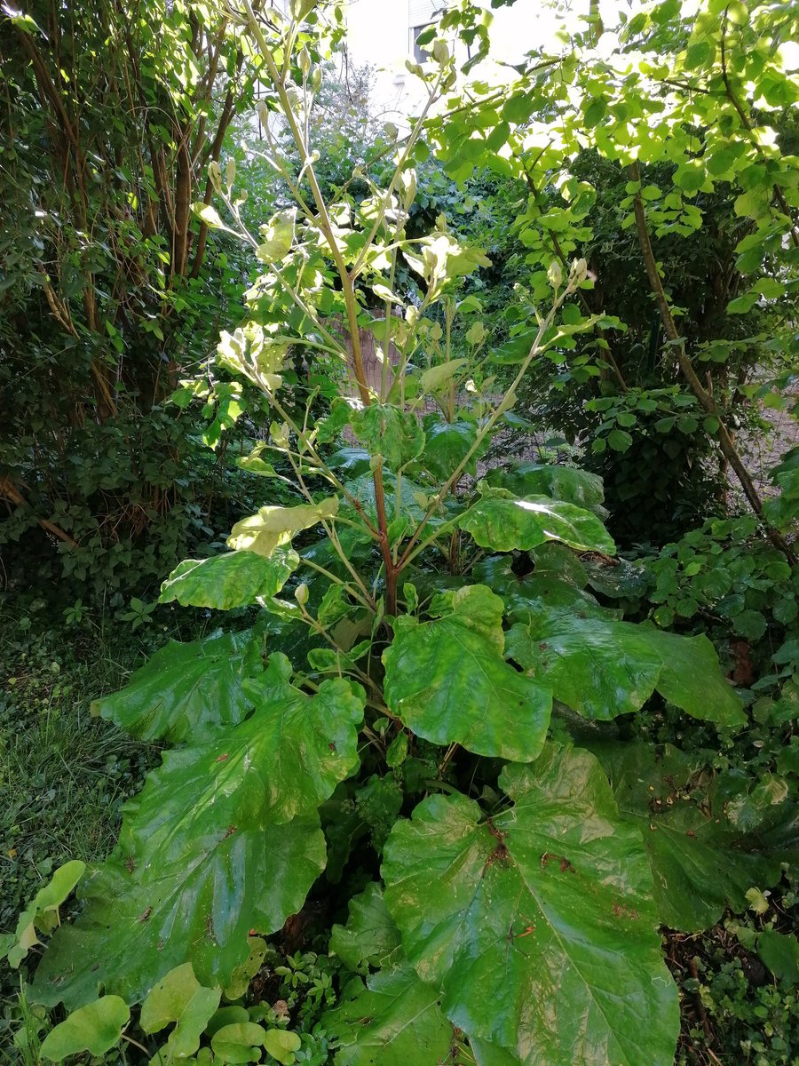 OdiFranzmann's tweet photo. My life in pictures day 2.
Thanks to the colleagues @karen_leicht and @JS_translation
That thing grows in the garden. Any idea what that is? #banause #mylifeinpictures https://t.co/uba4AdtoZJ