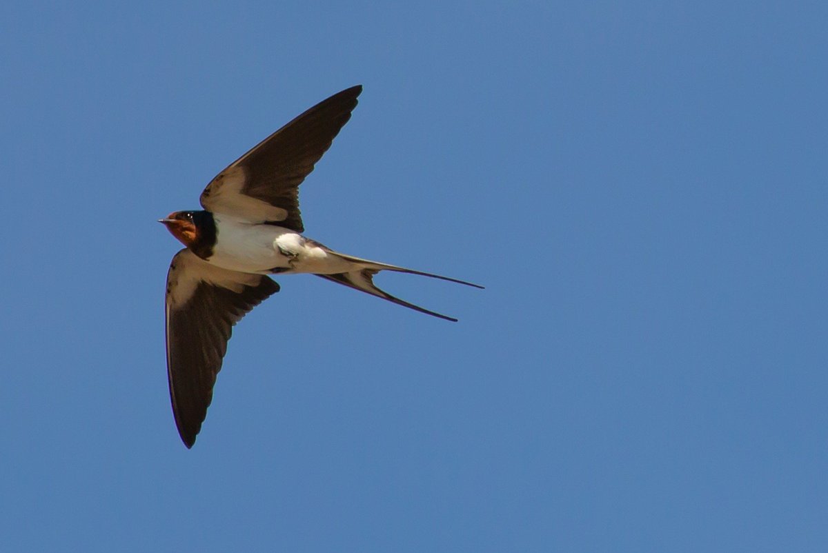 You know the summer is here when you see Swallows flying. And because of the lush flora on the #WaterfordGreenway there are plenty of insects for them to feed on.