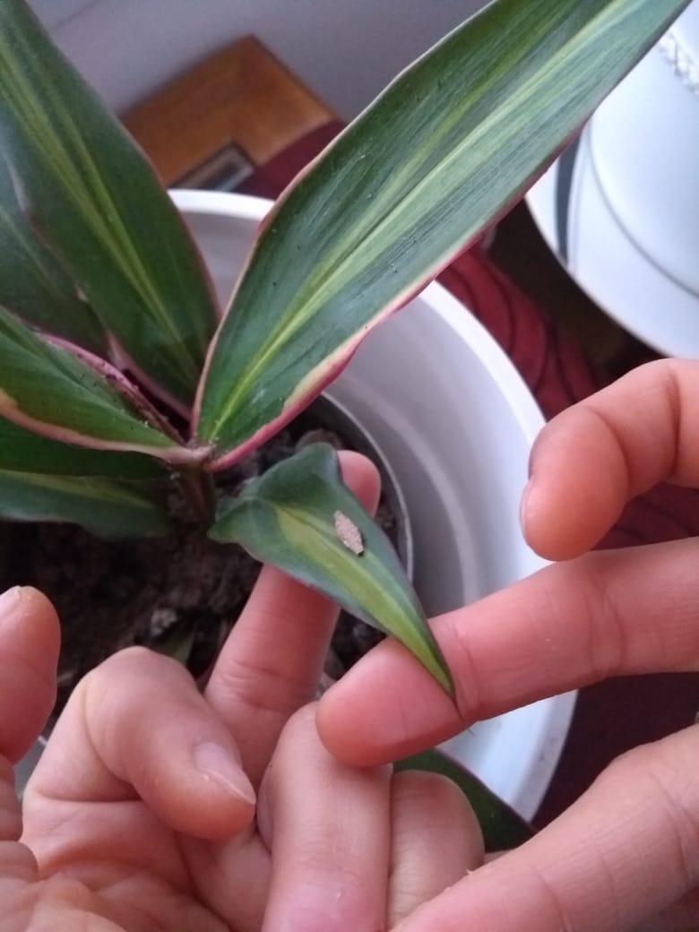 daniilujan's tweet photo. Esta mañana, preparando mi mate, vi este pequeñite saliendo al mundo , desconozco qué es pero es bello 😍
#pequeñascosas https://t.co/A8NyFHyV4e