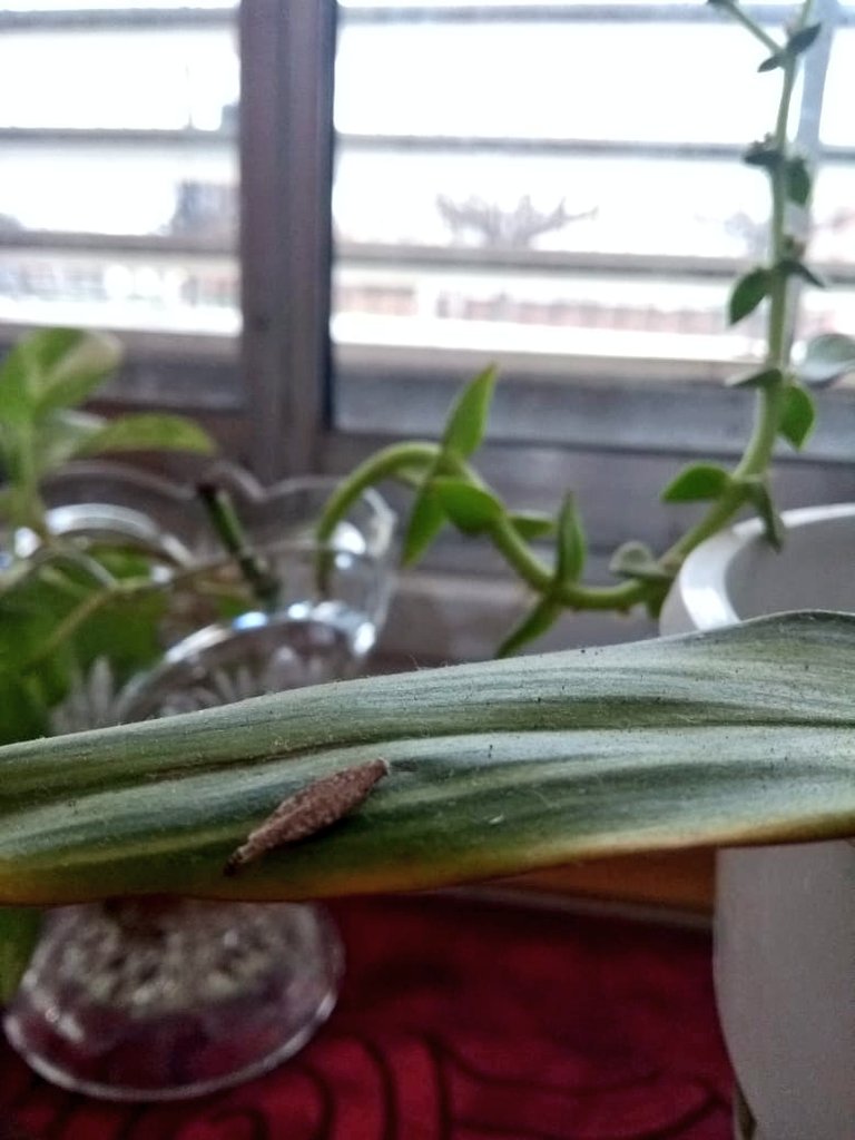 daniilujan's tweet photo. Esta mañana, preparando mi mate, vi este pequeñite saliendo al mundo , desconozco qué es pero es bello 😍
#pequeñascosas https://t.co/A8NyFHyV4e