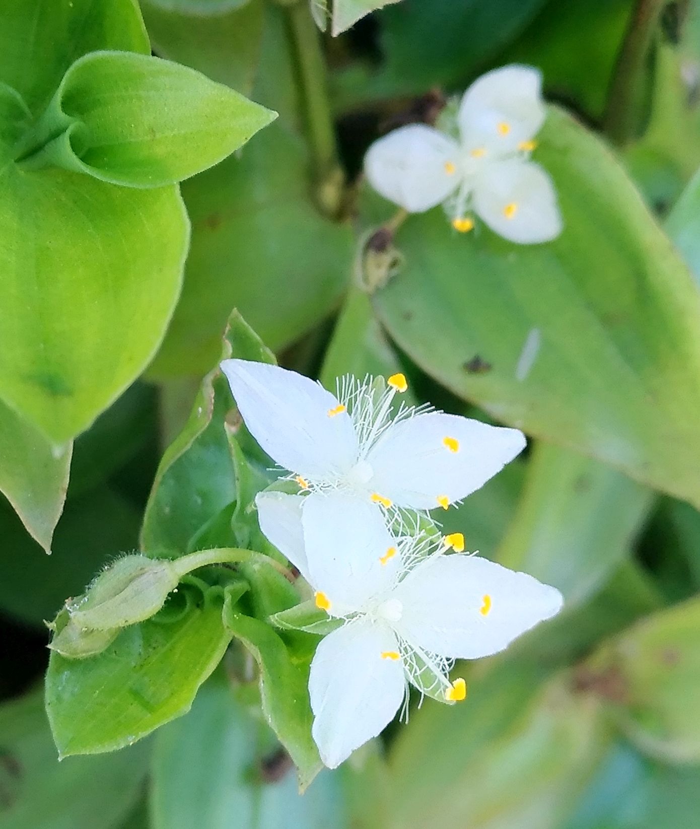 こころんグリーン 近くの空き地に トキワツユクサの白い花が幾つも咲いていました 白い3枚の花びらに 長い雄しべと雌しべが特徴的です この時期になって 花数が増えてきているようです トキワツユクサ 白い花 雄しべ 雌しべ 初夏の花 初夏