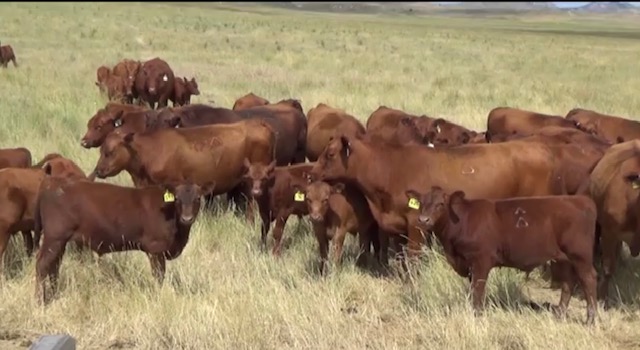 jaredwareham's tweet image. SELLING THIS THURSDAY on Superior's Big Sky - over 300 head of Top Dollar Angus Verified Natural + NHTC Red Angus FCCP tagged calves. #topdollarangus #yellowtagged #precisionbeef #verifiedgenetics - mailchi.mp/topdollarangus…