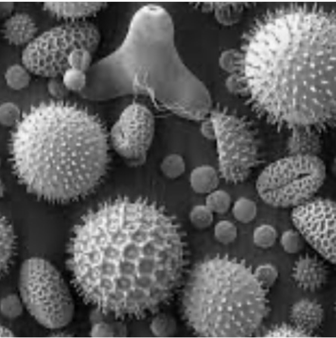 ScienceSmh's tweet image. This is an image produced by an electron microscope. Can you guess what it is? #WhatIsItWednesday