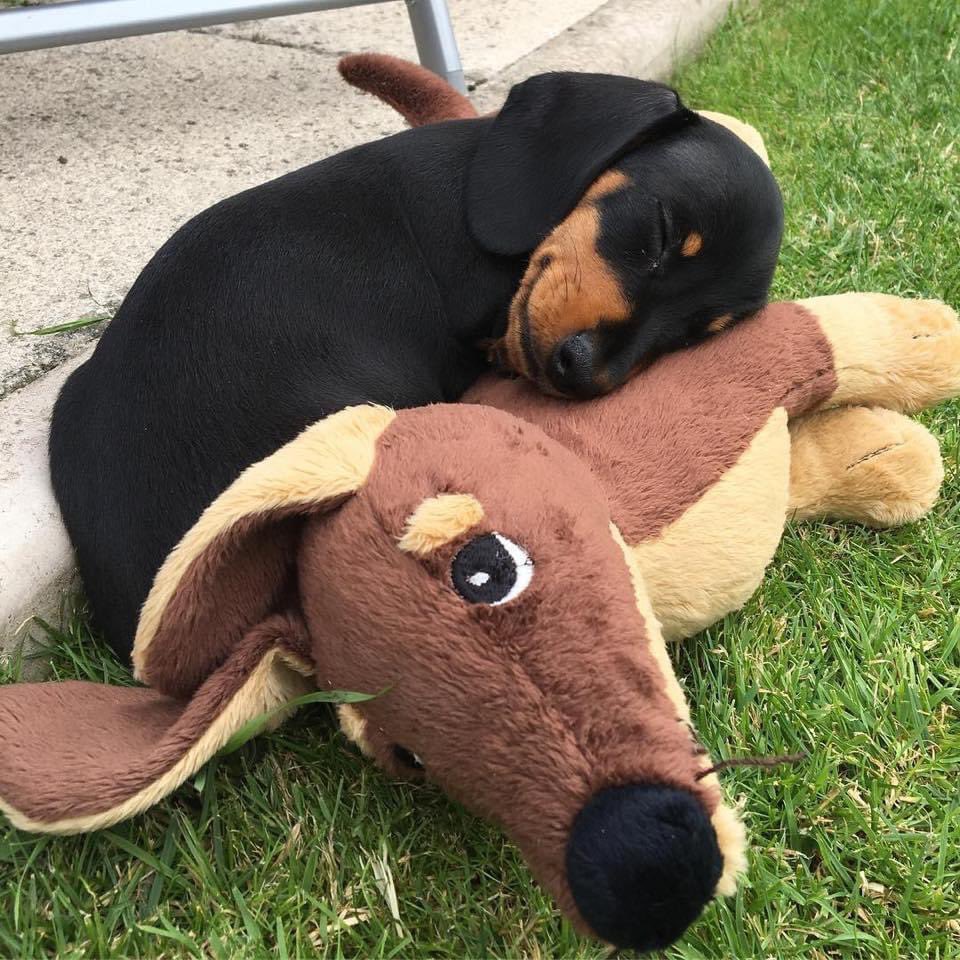 Jordan_Coombe's tweet photo. Sausage dog appreciation post 😍 https://t.co/HiuKuYmHUh