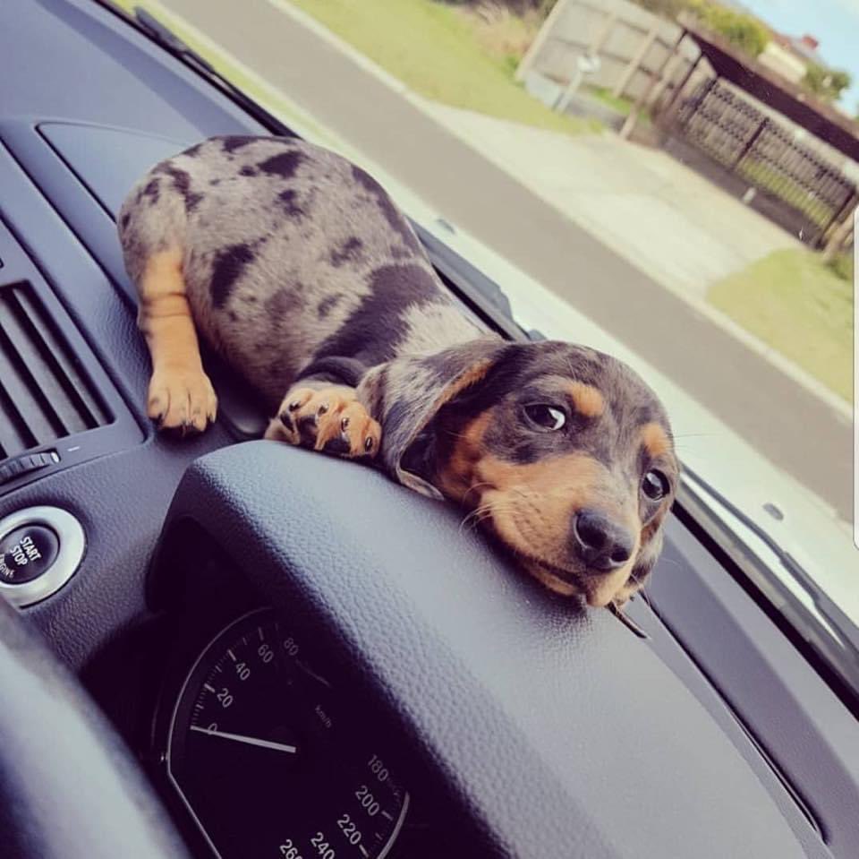 Jordan_Coombe's tweet photo. Sausage dog appreciation post 😍 https://t.co/HiuKuYmHUh
