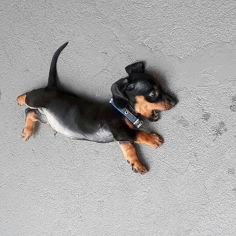 Jordan_Coombe's tweet photo. Sausage dog appreciation post 😍 https://t.co/HiuKuYmHUh