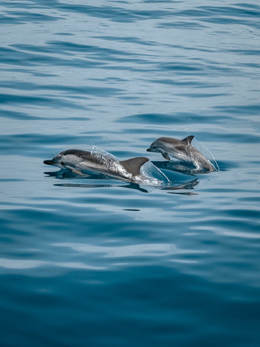 OneLessBTL's tweet photo. The ocean covers more than 70% of the surface of our planet, but marine biodiversity is among the least understood branches of science.

It's time to work together to protect and restore our ocean. 

#OneLess #OceanValues #OceanConservation https://t.co/HIKTEgipvx