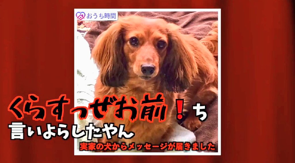 犬 弁 はなちゃん 筑後 方言がヤバすぎる「自粛犬」動画が「面白過ぎる」「九州の血が騒ぐ」と話題