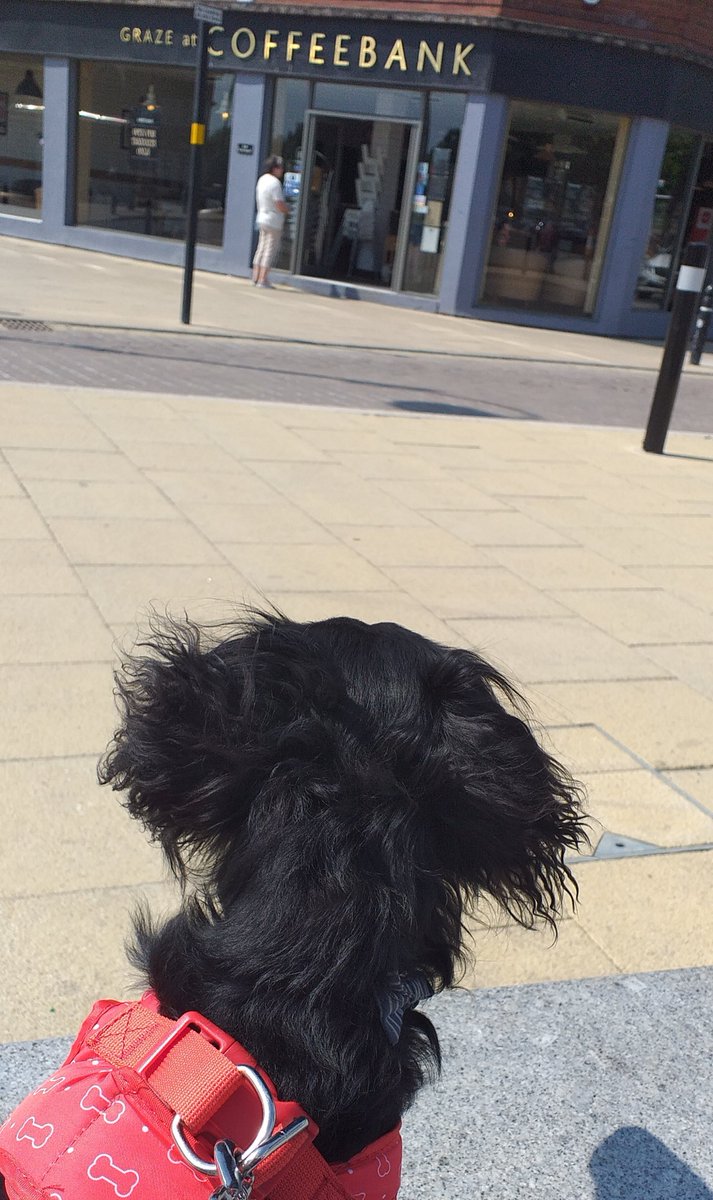 Pad_the_Lad2018's tweet photo. An early latte at #CoffeeBank, our favourite for a socially distanced catch up, with Nana, Aunty Jac and Aunty Carole. Mam even popped over for a cinnamon latte between deliveries. 😍😍☕☕🍰 😘🐾🐾 https://t.co/4oN4IYLFQ5