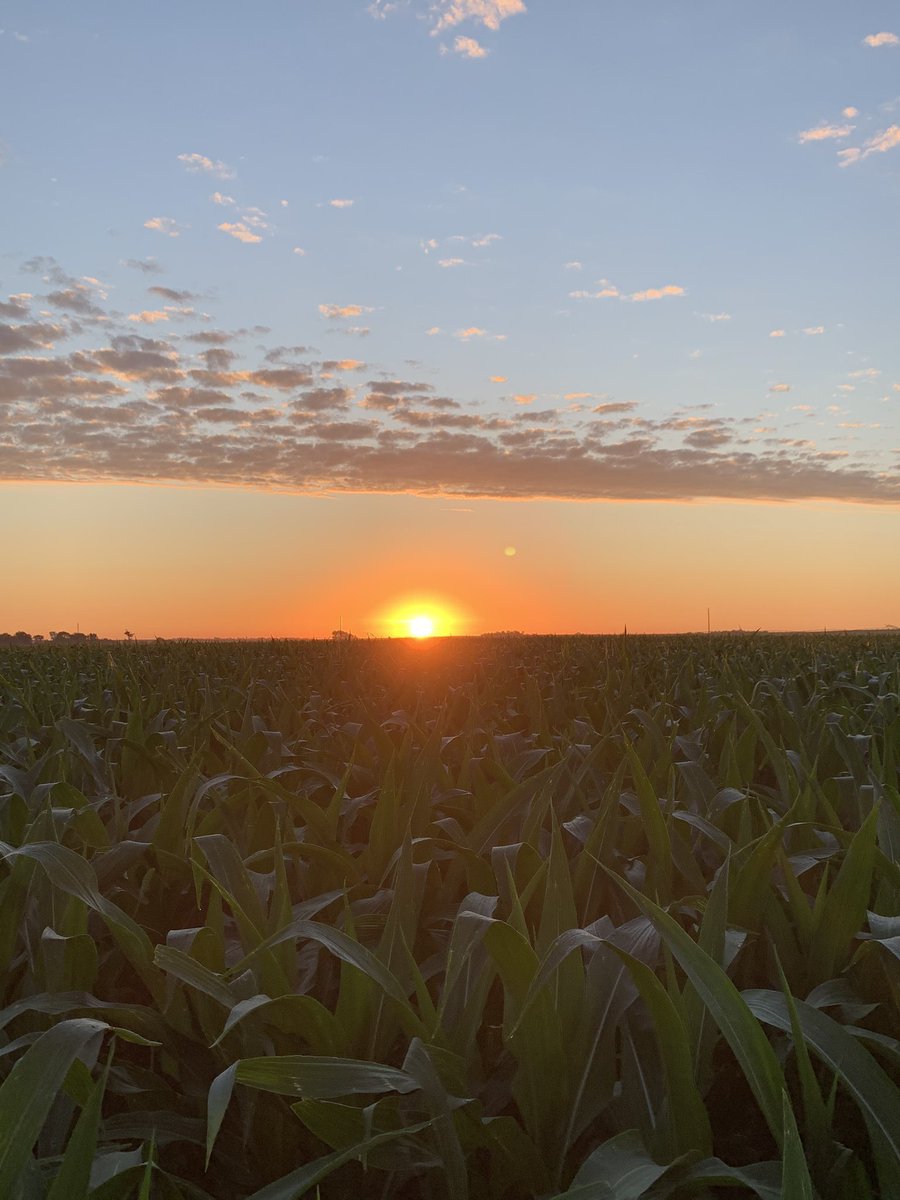 WestForkFarm's tweet photo. Mornings are the best. #corn #irrigate2020 https://t.co/fEWXwpdhld
