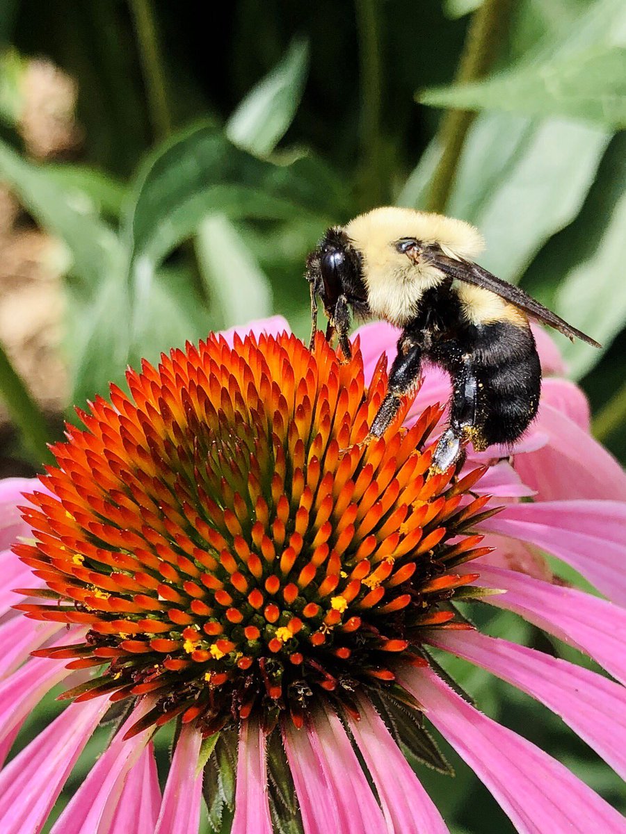 EllenMaryGarden's tweet photo. This bee is living itβs best life! ππ
~
#nationalinsectweek #nationalinsectweek2020 #bee #bees #savethebees https://t.co/FItye8GCkb