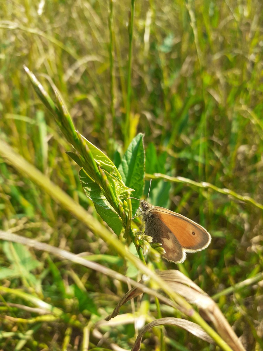 therealalexs66's tweet photo. Whilst it is stunningly hot at the moment, it's also great for the butterfly surveys going on across the borough. Great show of Small Skipper and Small Heath today #BFCRanger https://t.co/epGm5oM3Ec