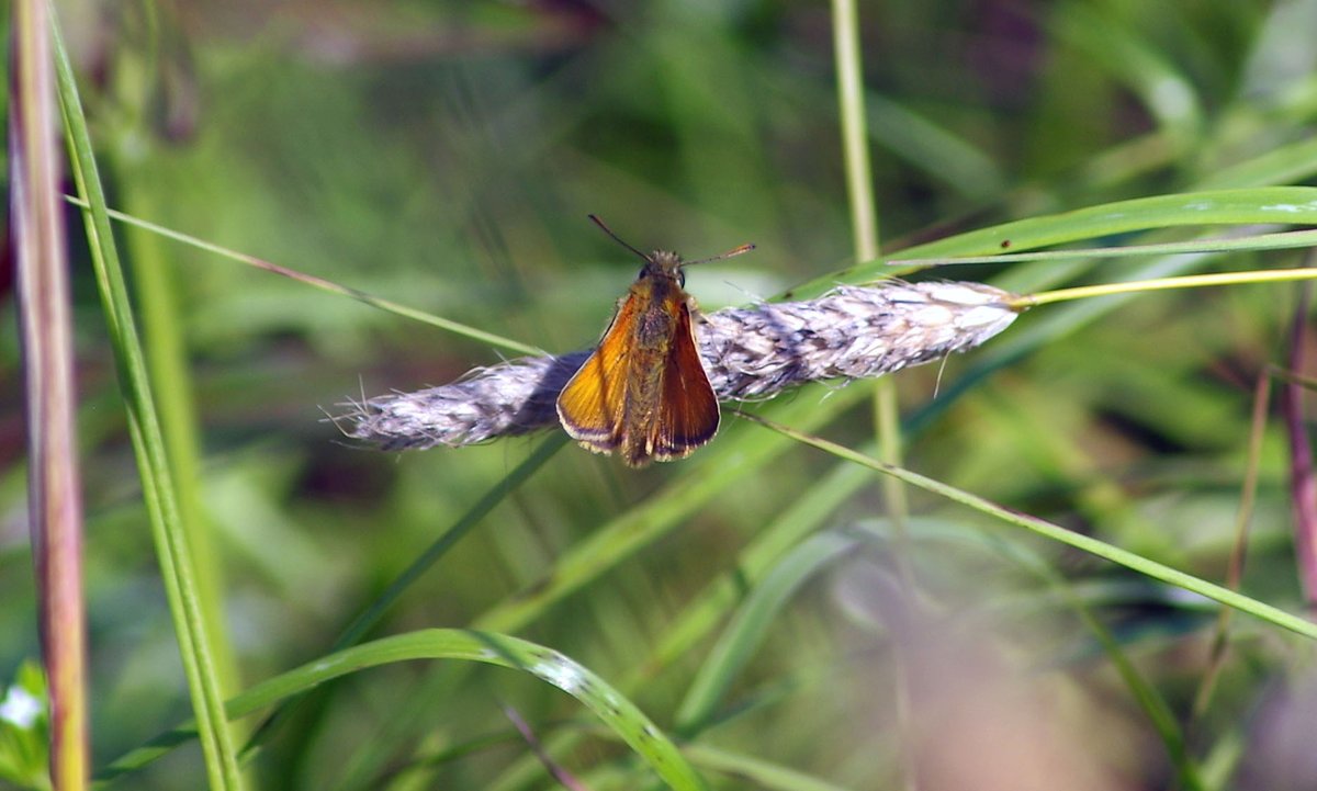 National Insect Week 2020 + Competition! Guess the 8 different insects in our latest blog, correct answers will be drawn from a hat, more details here: wp.me/p8ZXmW-9w  #EntoAtHome #InsectPhotography #Prize #NIW2020 <a href="/RoyEntSoc/">Royal Entomological Society</a> <a href="/insectweek/">Insect Week</a> <a href="/Butterfly_bros/">Joel Ashton</a> <a href="/thebugfarmUK/">Dr Beynon's Bug Farm</a>