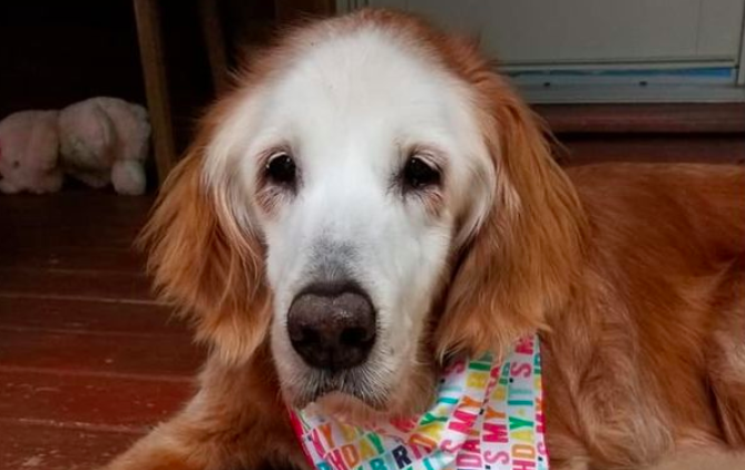 DailyMirror's tweet photo. 'World's oldest' golden retriever named Augie celebrates her 20th birthday
https://t.co/TY67w91W5l https://t.co/epTaK4Ic4V
