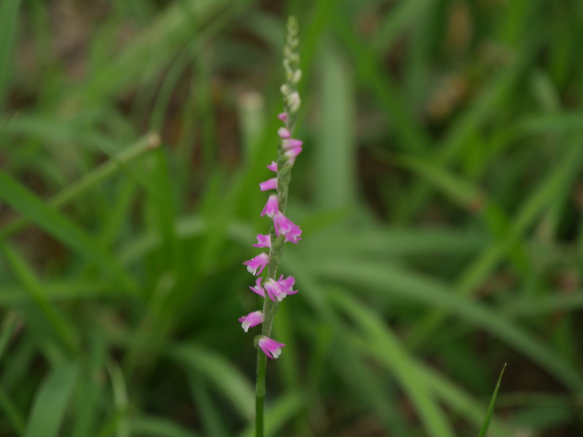 ねり ピントが合わなくてガー って なってた もじずり 別名 捩花ネジバナ ピンクのねじねじした花が咲くのも楽しみにしてた 花言葉は 思慕 万葉集の 芝付の 御宇良崎なる 根都古草 逢ひ見ずあらば 吾恋ひめやも から