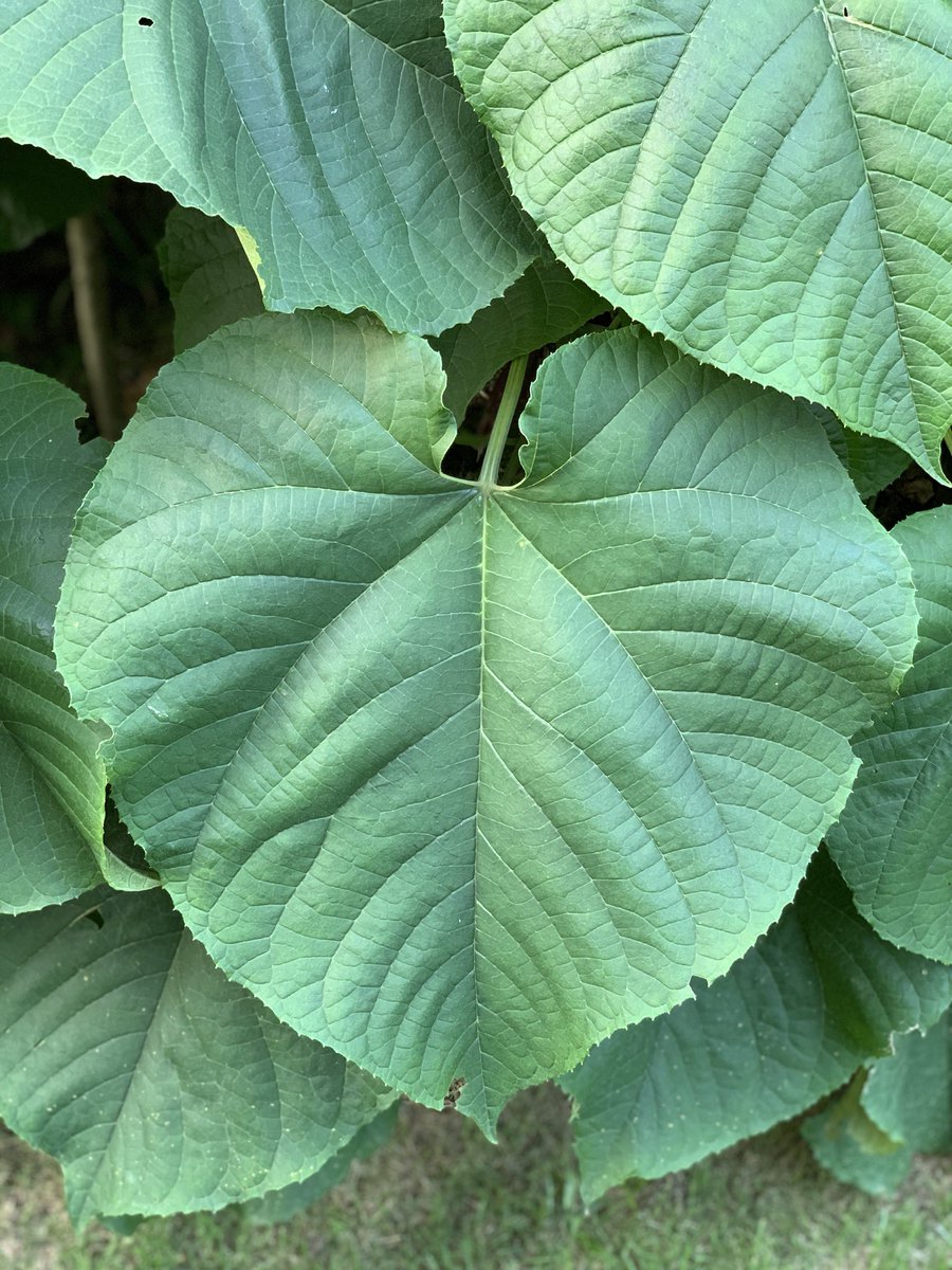 奄美の里 大きなハート型の葉っぱに真っ赤花を咲かせる ヒギリ 緋桐 が緑に囲まれた庭園の中 一際目を引きます 花言葉は 幸せになりなさい テラス席で夜風を感じながら過ごすビアタイムはまさに幸せ時間 美味しいお酒とお料理をヒギリの花が