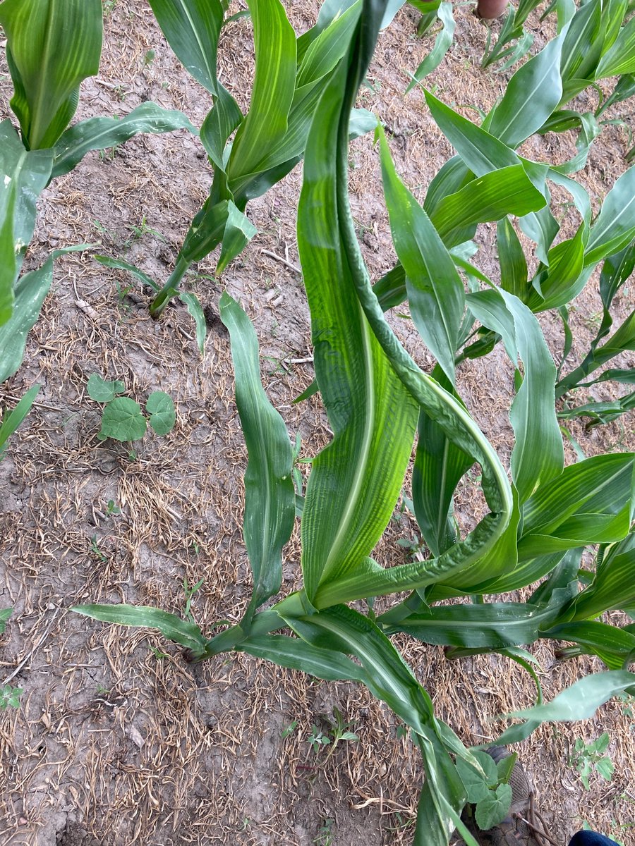 BecksAgMI's tweet photo. Seeing symptoms of buggy-whipping or leaf crinkling on random plants in the field? With the weather/temperature swings we've had in the last week, it could be Rapid Growth Syndrome. Check out this Agronomy Brief to learn more https://t.co/NsZWoHi8pb.

@BecksHybrids https://t.co/gtcymZxS9v