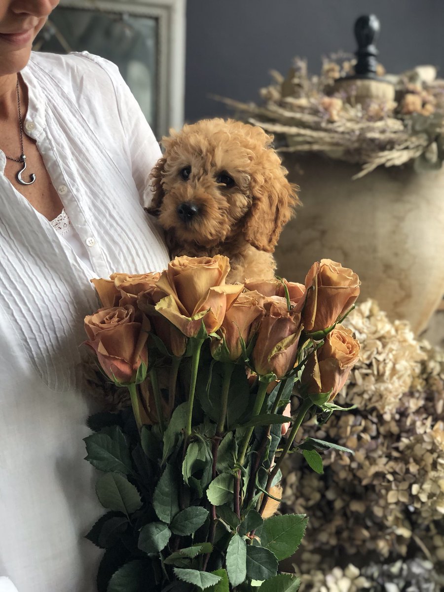 When the rose perfectly matches the hound!
