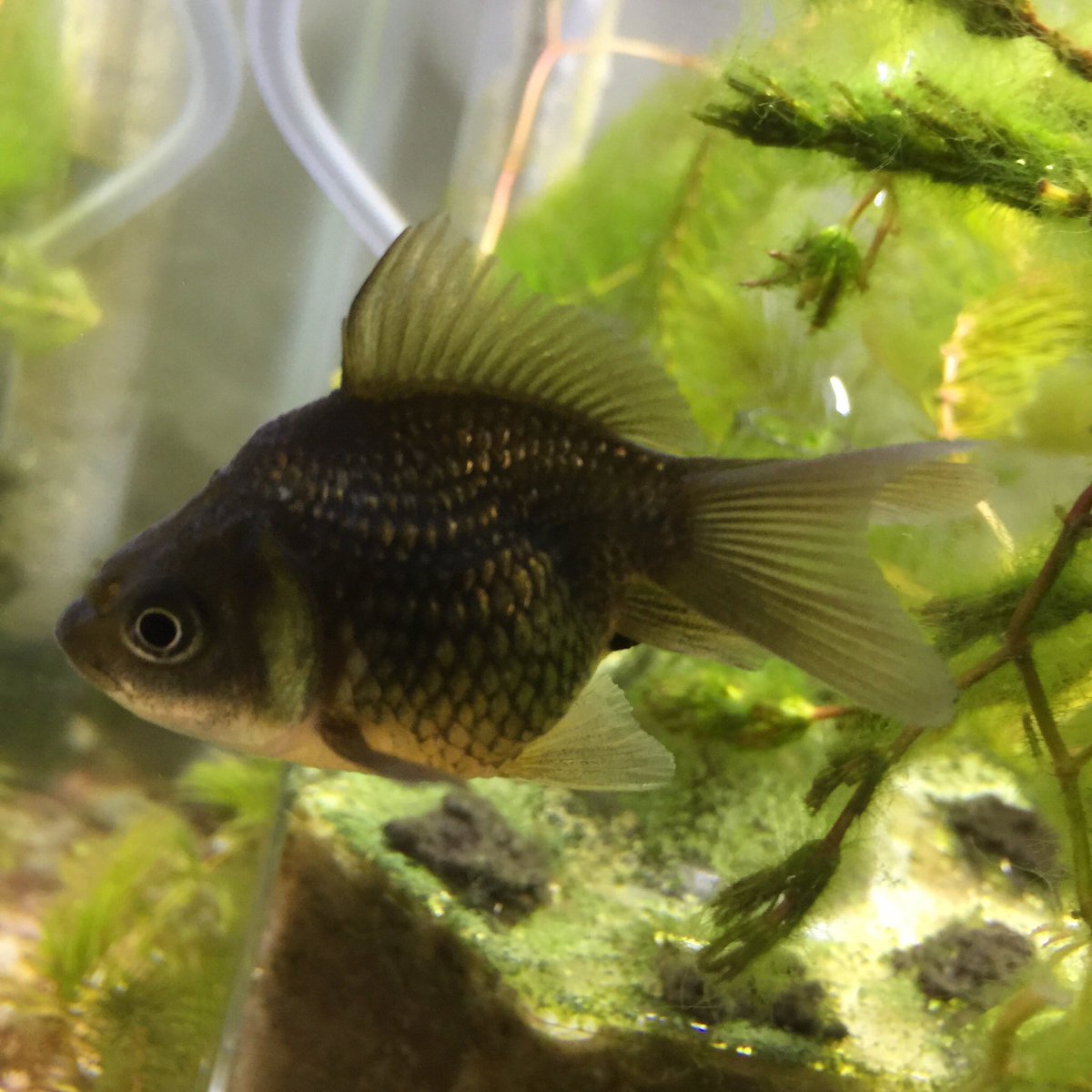 𝚖𝚒𝚎𝚔𝚘 Auf Twitter Mix金魚から選んだんだけどこの子何でしょう 金魚の種類とか全然わからん 黒で金色で超素敵だと思って 𝚖𝚒𝚎𝚔𝚘 Auf Twitter Mix金魚から選んだんだけどこの子何でしょう 金魚の種類とか全然わからん 黒で金色で超素敵だと思って