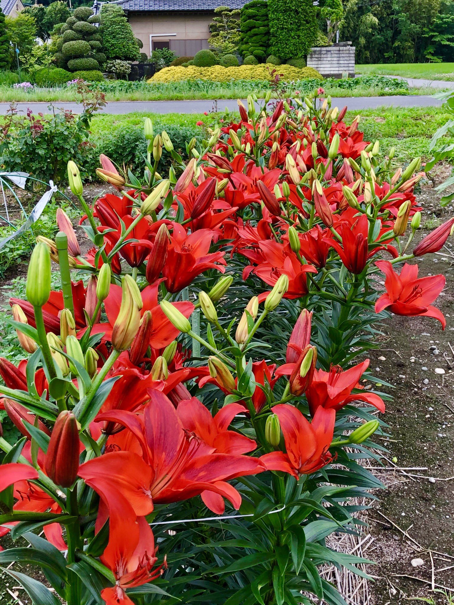 壬生公一on Twitter 百合の花で赤一色 T Co Vg0rak3pcn Twitter