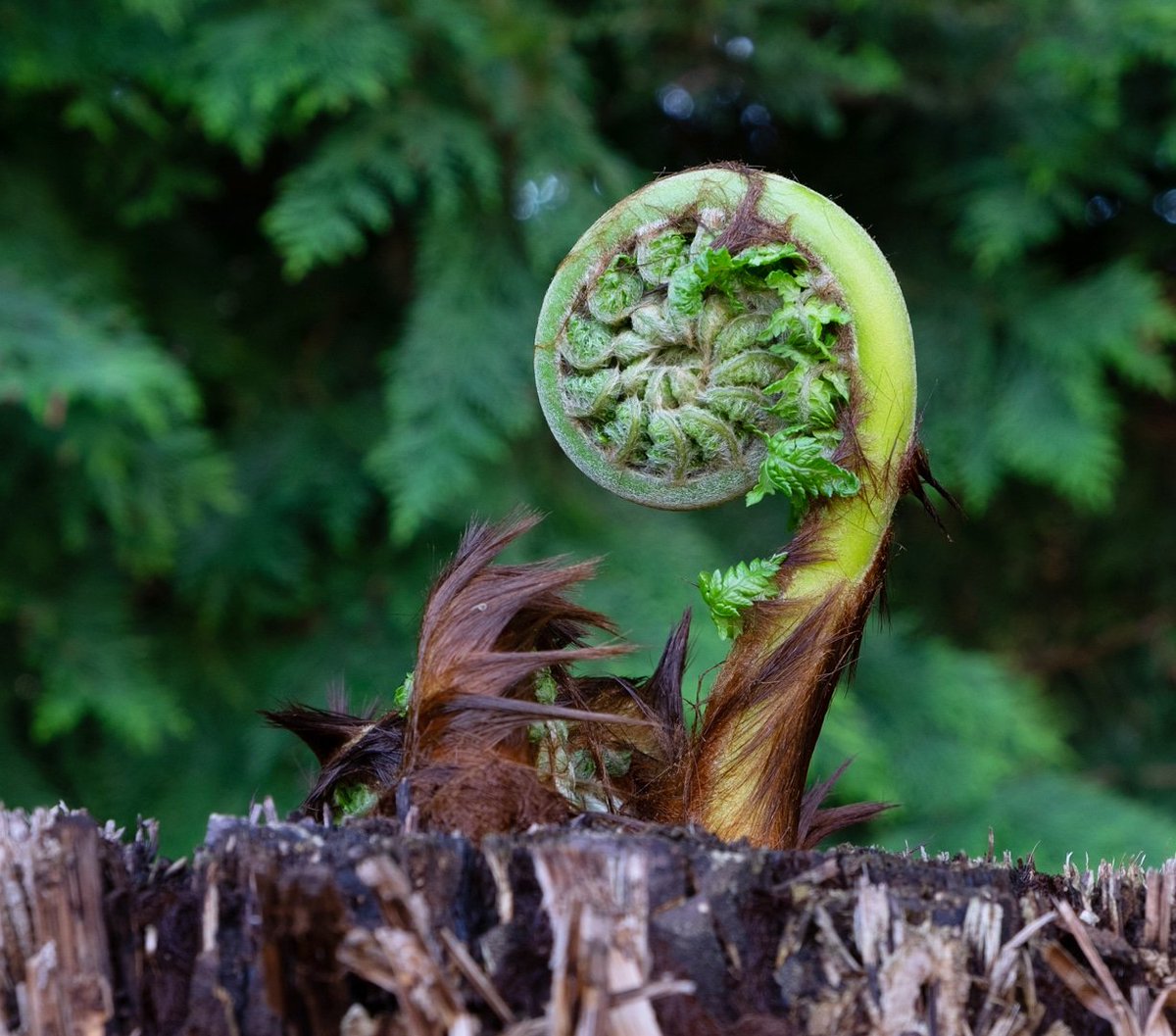 Finally my tree fern is coming alive after being attacked by squirrels! 🐿️

#treefern #fern #shade