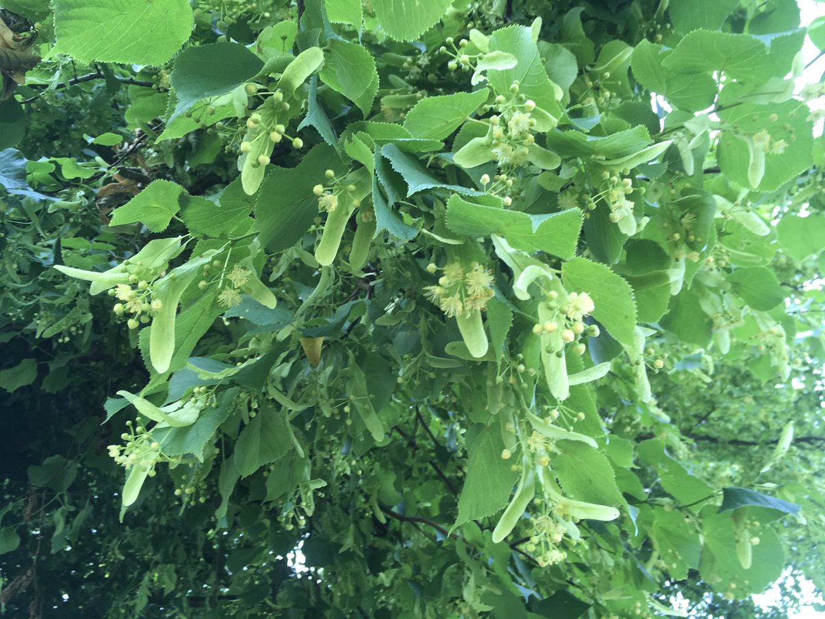 artisanschool's tweet photo. When you’re picking lime flowers to dry for the most delicious tea, harvest them with the greenish-yellow bract to which they are attached, not the dark green leaves. Up here they are so nearly ready; tomorrow in full sunlight probably the best picking day. #limetea #pickyourown https://t.co/wfhe5guGtc