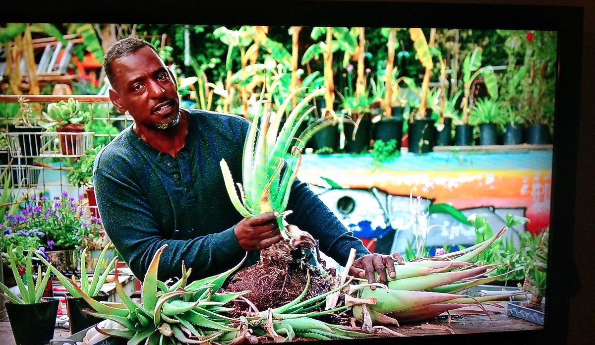 rituontherun's tweet photo. Enjoyed a Masterclass on urban gardening with #RonFinley, going to follow his directions and separate the cluster of Aloe Vera in my balcony garden, excited with the tips he's provided to improve plant health https://t.co/iWwmZ1k8wl