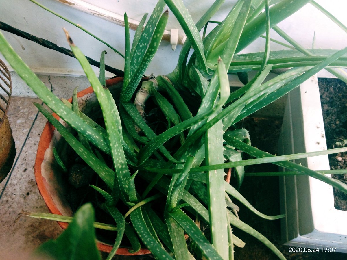 rituontherun's tweet photo. Enjoyed a Masterclass on urban gardening with #RonFinley, going to follow his directions and separate the cluster of Aloe Vera in my balcony garden, excited with the tips he's provided to improve plant health https://t.co/iWwmZ1k8wl