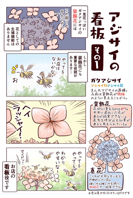 わいるどらいふっ!第182種
ガクアジサイの「花」っぽいやつは「花」じゃない…けど役に立ってるっぽいよ!という話です。 