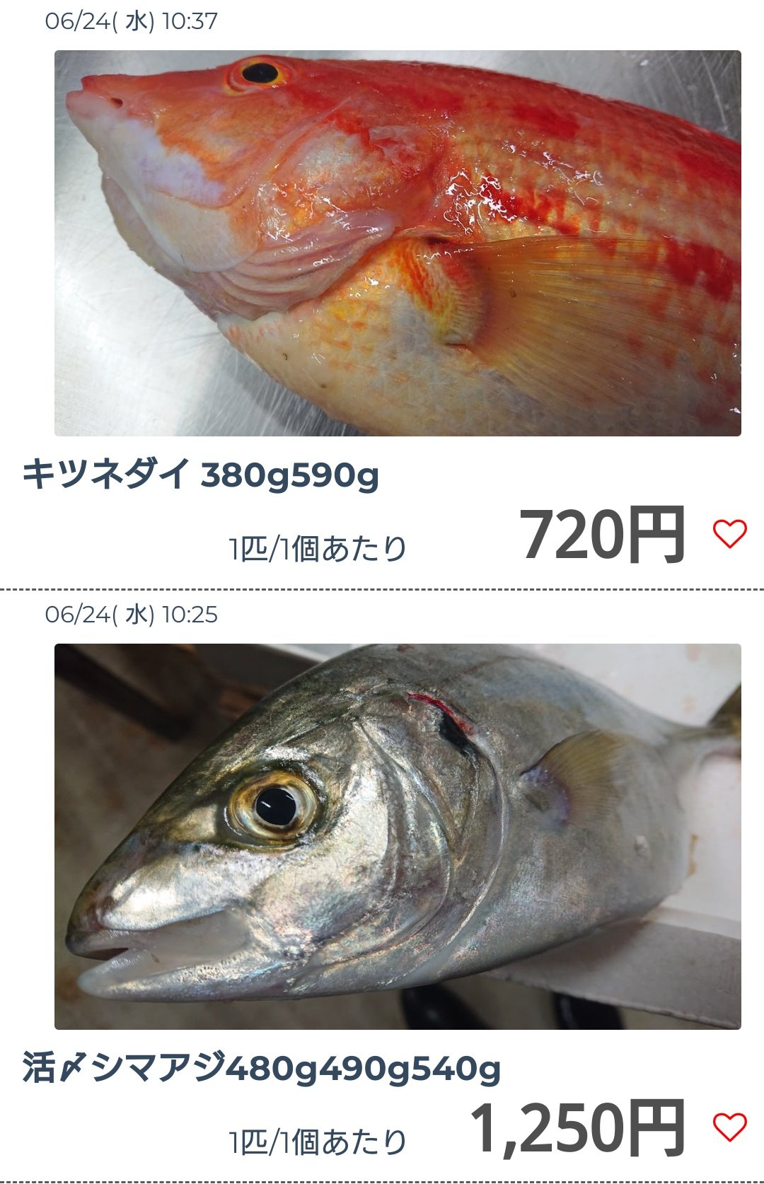 印束商店 長崎の変わった魚屋 おすすめはハチビキとキツネダイ ハチビキは炙りにすると最高の魚です 是非食べてみてください キツネダイはマイナー魚の中でもかなり人気が高い魚で セリでも値段が上がります ベラの中で最高峰の上質な白身で 飲食店