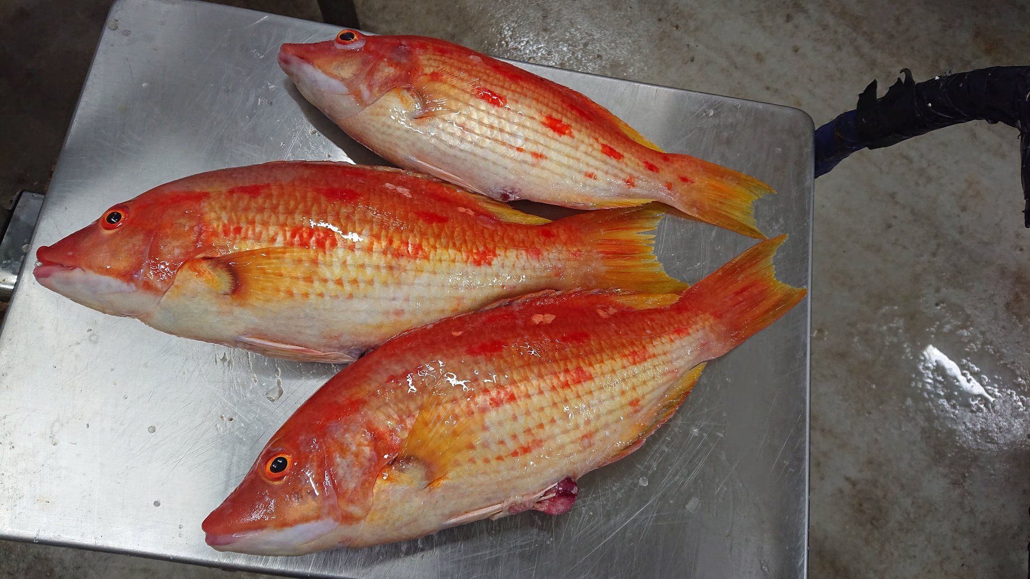 印束です 長崎水揚げの高級魚から未利用魚までほぼ全てを網羅するよう心がけております おすすめはハチビキとキツネダイ ハチビキは炙りにすると最高の魚です 是非食べてみてください キツネダイはマイナー魚の中でもかなり人気が高い魚で