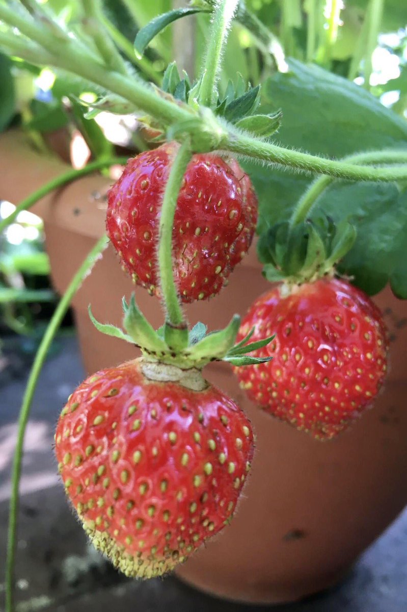 glaubeweiter's tweet photo. #Juni ☀️ #heisser #sonniger ☀️ #Tag #Mittagspause im #Schatten auf einer #Terrasse wo einem fast die 🍓#roten 🍓#süßen 🍓#saftigen 🍓#Erdbeeren 🍓 in den #Mund wachsen 😋#Lecker #dnkgtt  🎶“Alle guten Gaben, alles, was wir haben, kommt, o Gott, von dir: Dank sei dir dafür...“🎶 https://t.co/XRiCYJ9RVF