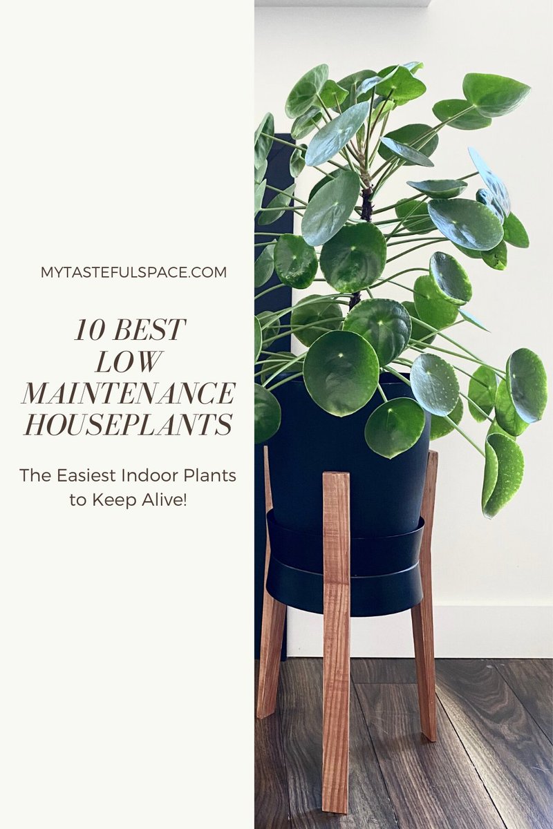 MyTastefulSpace's tweet photo. 10 Indoor plants for beginners that are hard to kill! #lowmaintenanceplants #easyindoorplants #easiesthouseplants #houseplantdecor #hardtokillplants #impossibletokillplants #houseplantsforbeginners #bestindoorplants https://t.co/PfakvQ1dlW
