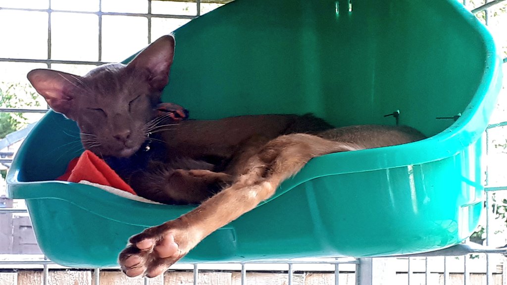 If you need me.. I'm in the #catio ! #WheresWalter🐒 #FeelingHot #stayhomechallenge #CatsOfTwitter #catsofinstagram @Diablo_Siamese