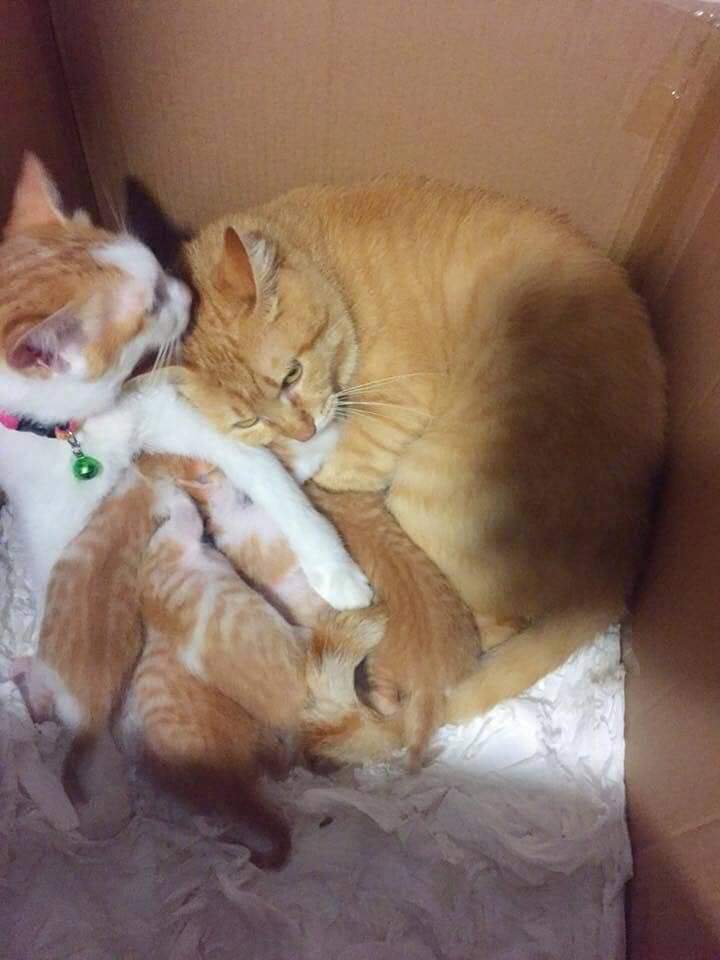 animalfess2's tweet photo. anf! happy family❤
 https://t.co/jnejj3r17N