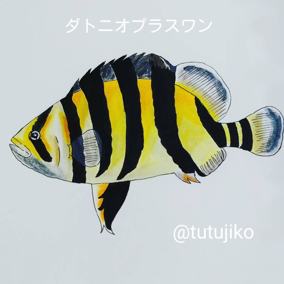 Twoucan - #大型魚 の注目ツイート(イラスト・マンガ・コスプレ・モデル)