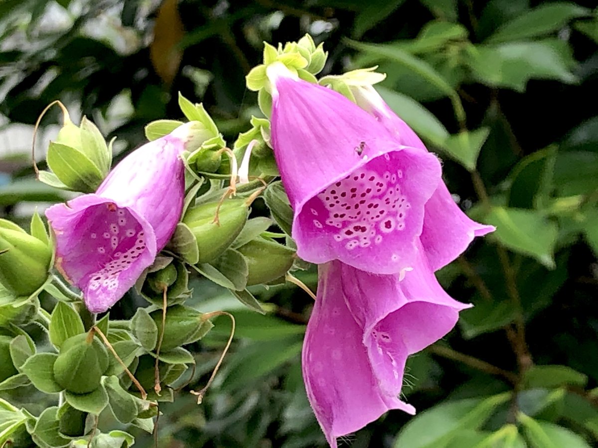 壬生 公一 ジギタリス 花言葉 熱い思いは隠せません 誕生花 ジギタリス 別名 キツネノテブクロ 狐の手袋 学名 Digitalis Purpurea 科名 ゴマノハグサ科 原産地 ヨーロッパ アジア