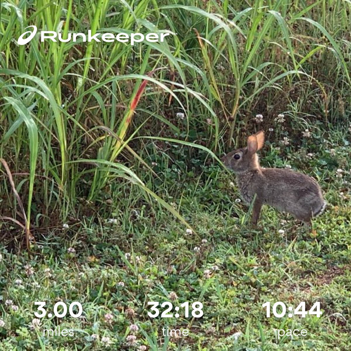 Bunny checking out or laughing at my run #runningtolose