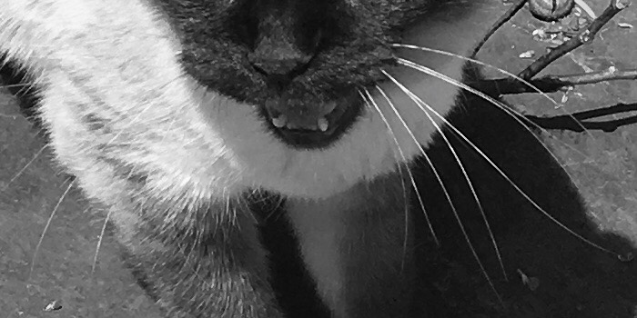 Dorothy14213's tweet photo. Time for this week’s Whiskers Wednesday Quiz. Do these whiskers belong to 1) Pixie; 2) Charlie; or 3)Squeaky, the cat who lives 3 houses down from us, but thinks she belongs to us
#whiskerswednesday #CatsOfTwitter #because_cat https://t.co/DfKMGoKkXc