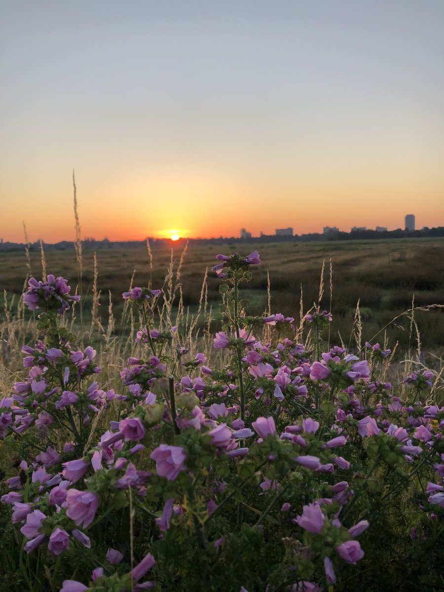 Zelfs na maanden geen andere stad gezien te hebben, blijft Den Bosch zo mooi. Zo prachtig zelfs dat ik om 4:45 naast mijn bed stond vandaag 🙋🏻‍♀️ #verklaarmevoorgek #denbosch #shertogenbosch #bosschebroek